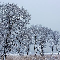 фото "Зимний наряд"