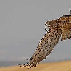 фото "short-toed eagle"