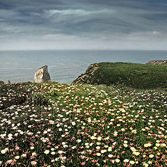 photo "rock & flowers"