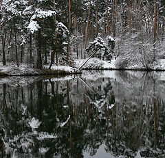 photo "Fairy Tale Forest"