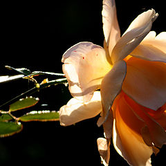 photo "A RELATIONSHIP IS LIKE A ROSE"