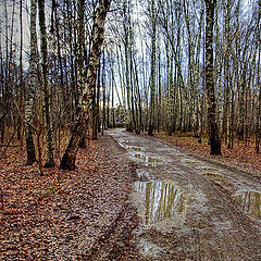 photo "Reflections of late autumn"