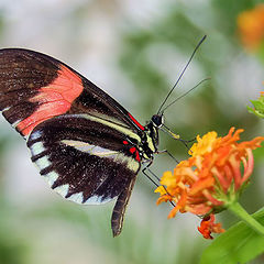 фото "Motyl#2"