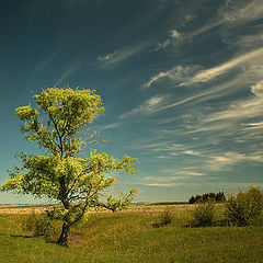 фото "летний день"