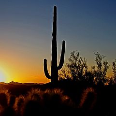 photo "Saguaro Dawn"