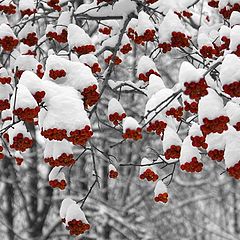 photo "White on red ...."