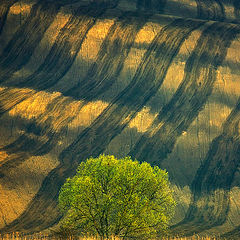 photo "Tree"