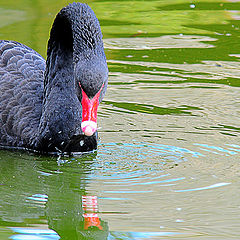 photo "Black swan"