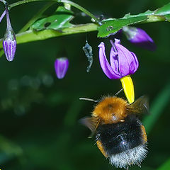 photo "Aerodynamics - nonsense!"