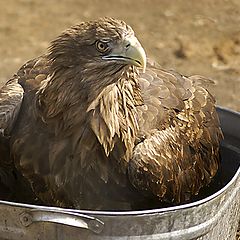 photo "Washing Day ...))"