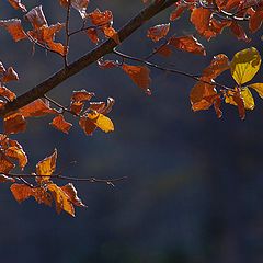 фото "autumn"