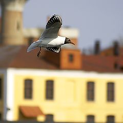 photo "Flyby possessions ..."