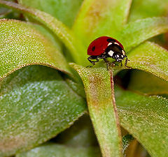 photo "tillandsia streptophylla (with ladybird)"