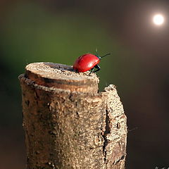 фото "Jump to the Moon!"