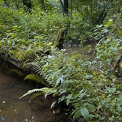 фото "Вдоль лесной речки-1"