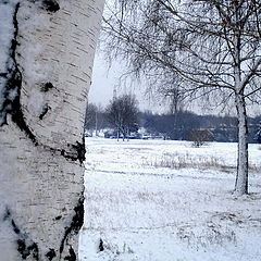 фото "Берези"