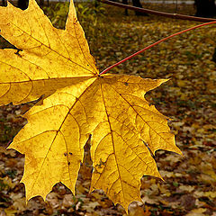 photo "The last leaf / Последний лист."