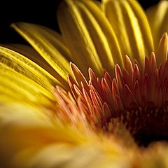 photo "Gerbera"