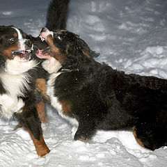 photo "But the snow did not divide ..."