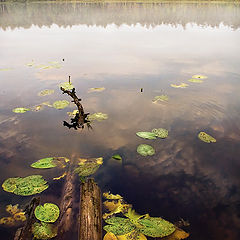 фото "Утро на лесном озере"