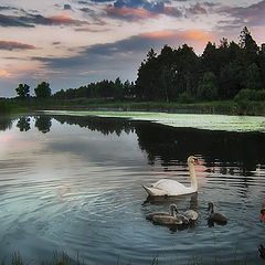 фотоальбом "лебединое озеро"