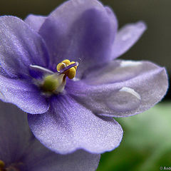 photo "Macro"