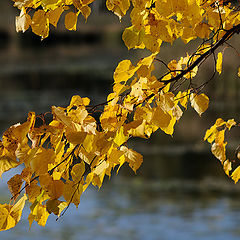 photo "Cheerful color age"
