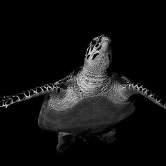 photo "The turtle in black"