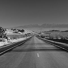 фото "Standing in the Middle of the Road"