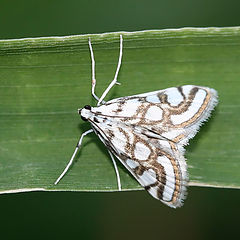 photo "morning, macro, butterfly, grass, insects"