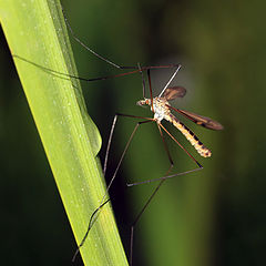 photo "mosquito, insects, macro"