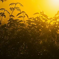 photo "Dark thickets of soul"