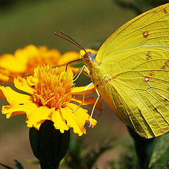 photo "BUTTERFLY"