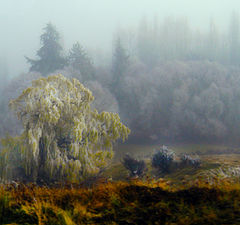 photo "Icy Tree NZ"