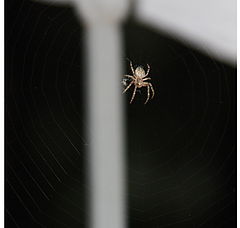 фото "паук"