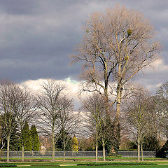 photo "Mistletoe Christmas Tree"