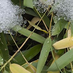 photo "End of season (2) snow-water-bamboo"