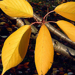 photo "Signs of autumn"