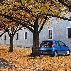 photo "Blue on yellow"