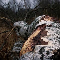 фото "Поздняя осень"