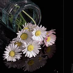 photo "Daisy Tears"