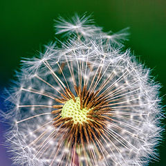 photo "dandelion-sun"