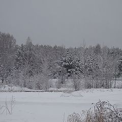 photo "snowy forest"