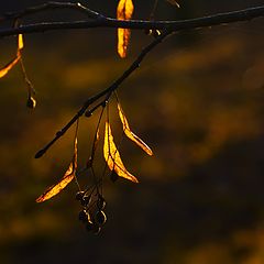 photo "Drops of light"