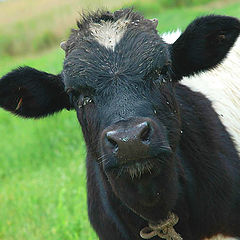 photo "Young bull  "Erema""