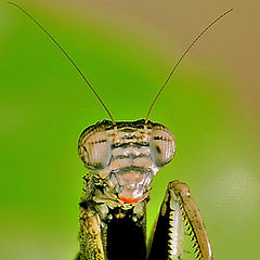 photo "Praying Mantis"