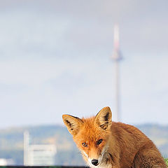 photo "Fox in the city"