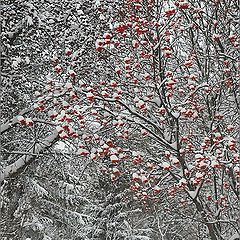 фото "тропинка"