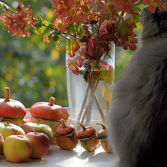 photo "Autumn still life with cat"