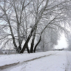 photo "Winter perspective"